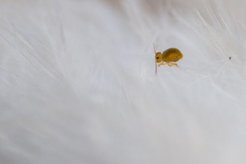 Sminthurides aquaticus